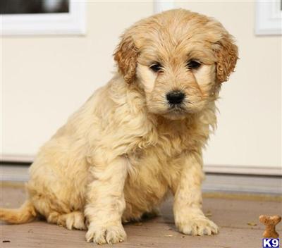 Goldendoodles Puppies for Sale