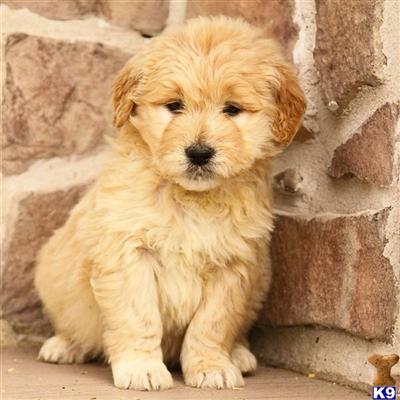Goldendoodles Puppies for Sale