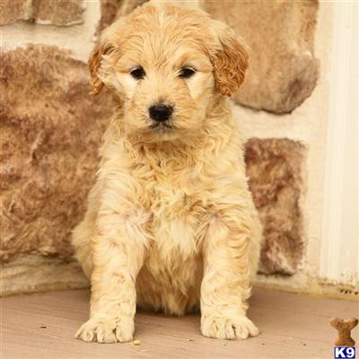 Goldendoodles Puppies for Sale