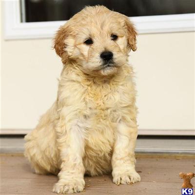 Goldendoodles Puppies for Sale