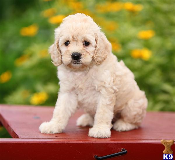 teacup cockapoo puppies for sale teacup cockapoos sale image search results teacup cockapoo puppies for sale teacup cockapoos sale image search results