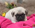 Pug