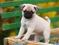 Pug