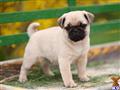 Pug