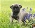 Pug