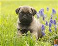 Pug