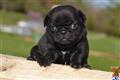 Pug