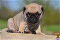 Pug