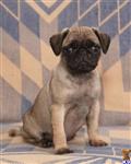 Pug