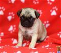 Pug
