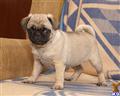 Pug