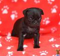 Pug