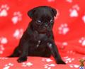Pug