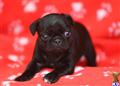 Pug