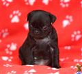 Pug
