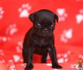 Pug