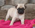 Pug