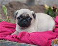 Pug
