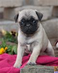 Pug