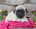 Pug