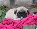 Pug