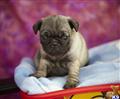 Pug