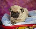 Pug
