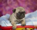 Pug