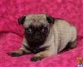 Pug