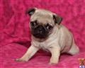 Pug
