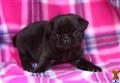 Pug