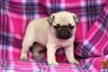 Pug