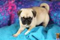 Pug