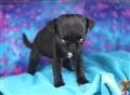 Pug