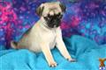 Pug