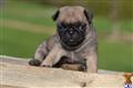 Pug