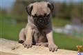 Pug