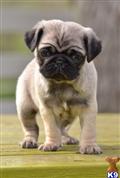 Pug