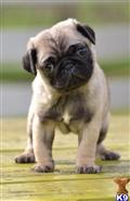 Pug