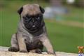 Pug