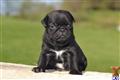 Pug
