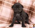 Pug