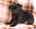 Pug