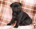 Pug
