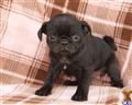 Pug