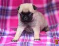 Pug