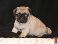 Pug