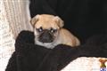 Pug