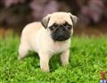 Pug