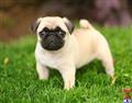 Pug